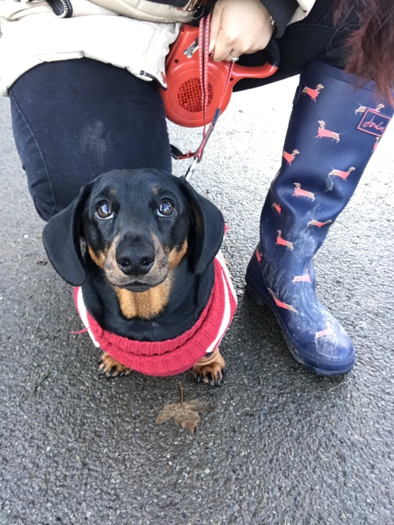 X_NicholeP_X's tweet photo. Cirencester Christmas Sausage Dog Walk Complete 🎄🐶🐾🎁🎅🏽💙 https://t.co/idoBMHfcbZ
