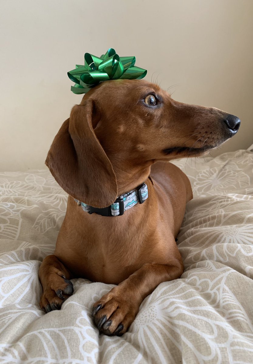 ArloSausage's tweet photo. Make wrapping presents fun https://t.co/ovJhv24VQd