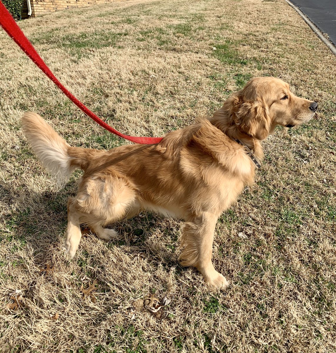 BREED: Golden Retriever TRAINER: ⁦<a href="/CoachMattLuke/">Matt Luke</a>⁩  #hottytoddy #OleMiss