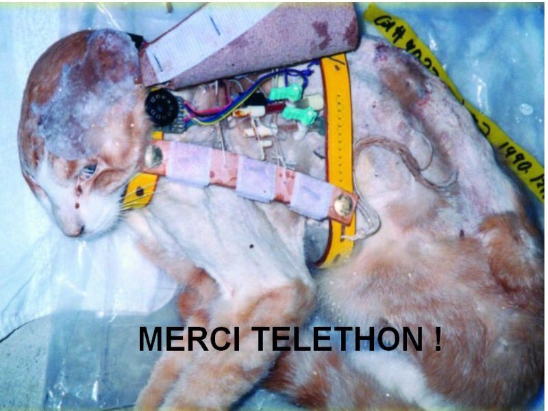 theresemiket's tweet image. 