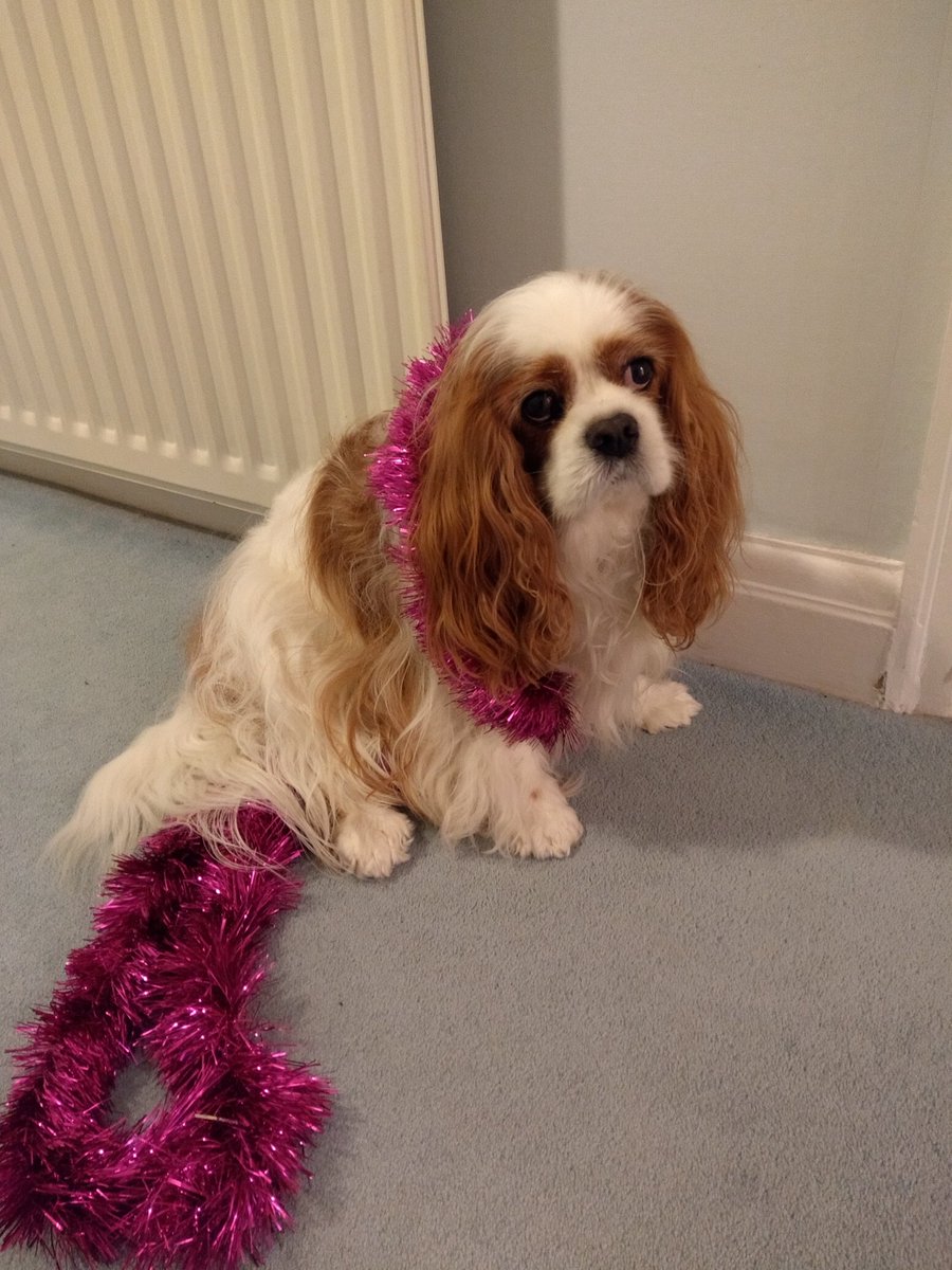 spaniel_yaps's tweet photo. Not sure about this tinsel stuff #cavaliers #dogsoftwitter #Christmas https://t.co/cPPzMX11iS