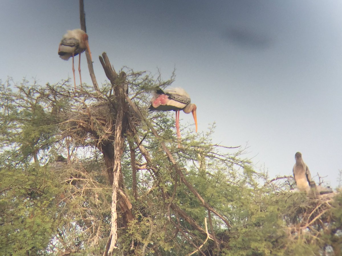 Great afternoon at Keoladeo National Park today.@stchrishead @StChris_School