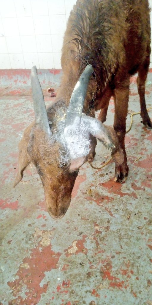 Fallab_vet's tweet image. Opération réussie ✅ : Exérèse d'une #papillomatose chez une chèvre🐐.
#AnimalHealth
#Oeil_du_vétérinaire