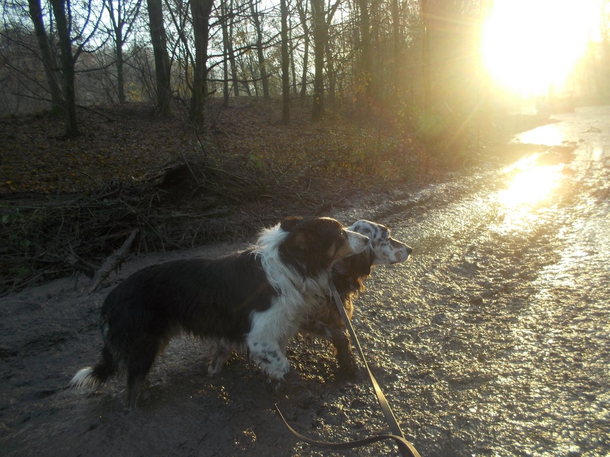 YimbyNL's tweet photo. #mijnnatuurblijft vanuit onze achtertuin zo stadspark staddijk in #Nijmegen , dagelijks uitloop gebied met de honden, krijgt nu een extra impuls met uitdiepen van de oude Maasarm #beleefdenatuur in het park https://t.co/bdOimSF2eX