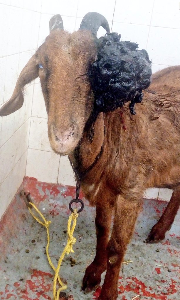 Fallab_vet's tweet image. Opération réussie ✅ : Exérèse d'une #papillomatose chez une chèvre🐐.
#AnimalHealth
#Oeil_du_vétérinaire