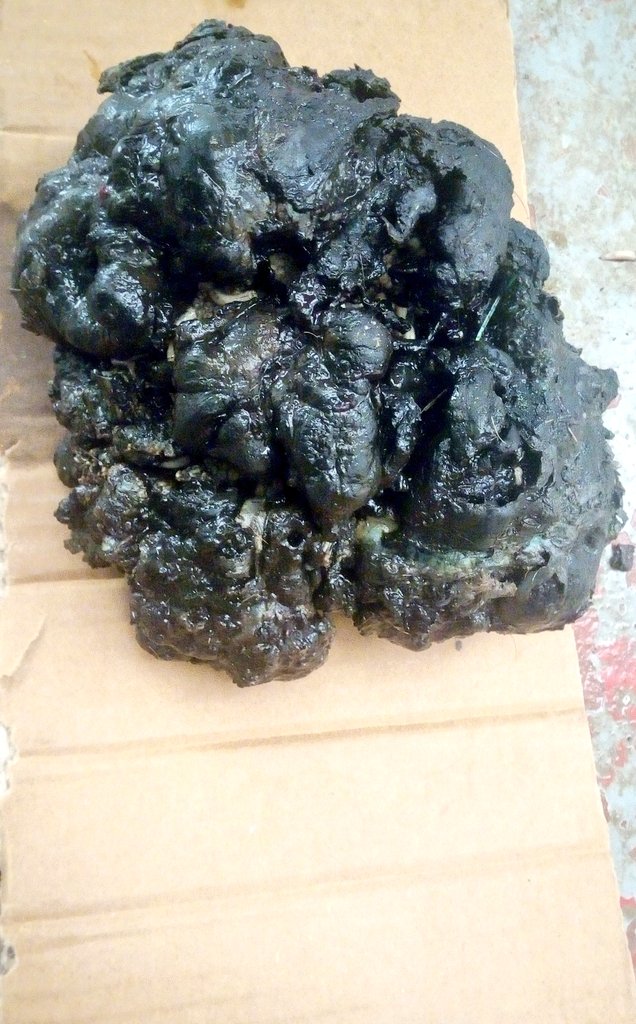 Fallab_vet's tweet image. Opération réussie ✅ : Exérèse d'une #papillomatose chez une chèvre🐐.
#AnimalHealth
#Oeil_du_vétérinaire