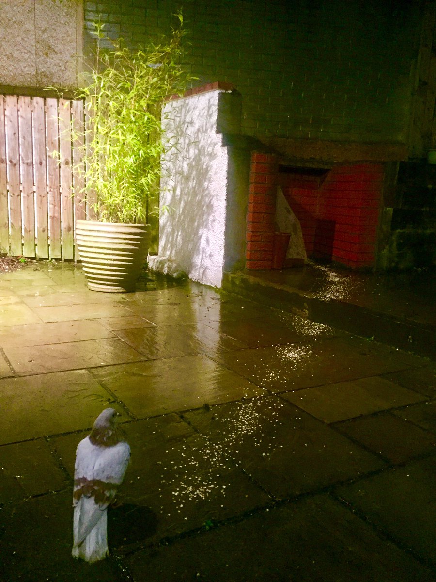 Browna27's tweet photo. I’ve built Mat the pigeon a box now behind concrete paving slabs in my bbq area and left him a trail of oats to lead him there. Please message if u have lost a pigeon
#pigeon #missingpigeon #missing #lost #lostpigeon #Edinburgh #getMathome #Scotland https://t.co/MiViWwkQxN