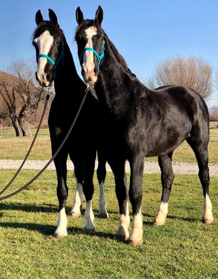 HORSECRAZYLOVE3's tweet photo. Two #Brothers - Beautiful #horses https://t.co/XdRJLk0Txu
