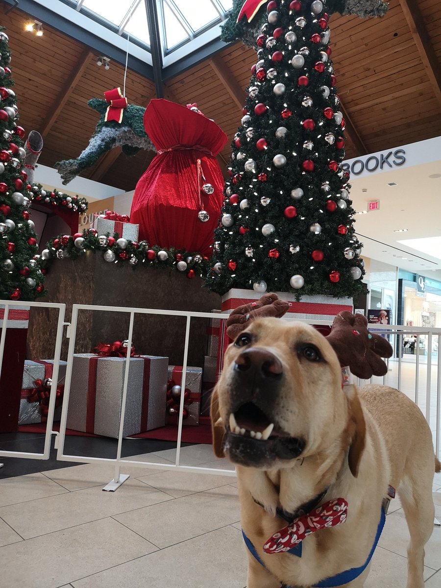 watson_the_lab's tweet photo. Hand over the treat! Happy Holidays 🎄
#hillsidecentre #secondadvent #HoHoHo #MerryChristmas https://t.co/JouQlLzWO8