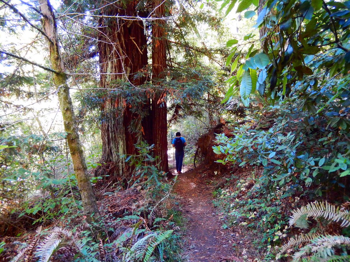 HikingAutism's tweet photo. #redwood #trees near #PointReyes  on the #PioneerTree #trail 
https://t.co/Qr8KJBngyv
#hiking #nature #outdoors #photography #autism #Marin #SamuelPTaylor #California #StateParks https://t.co/Wg7K3mg4m3