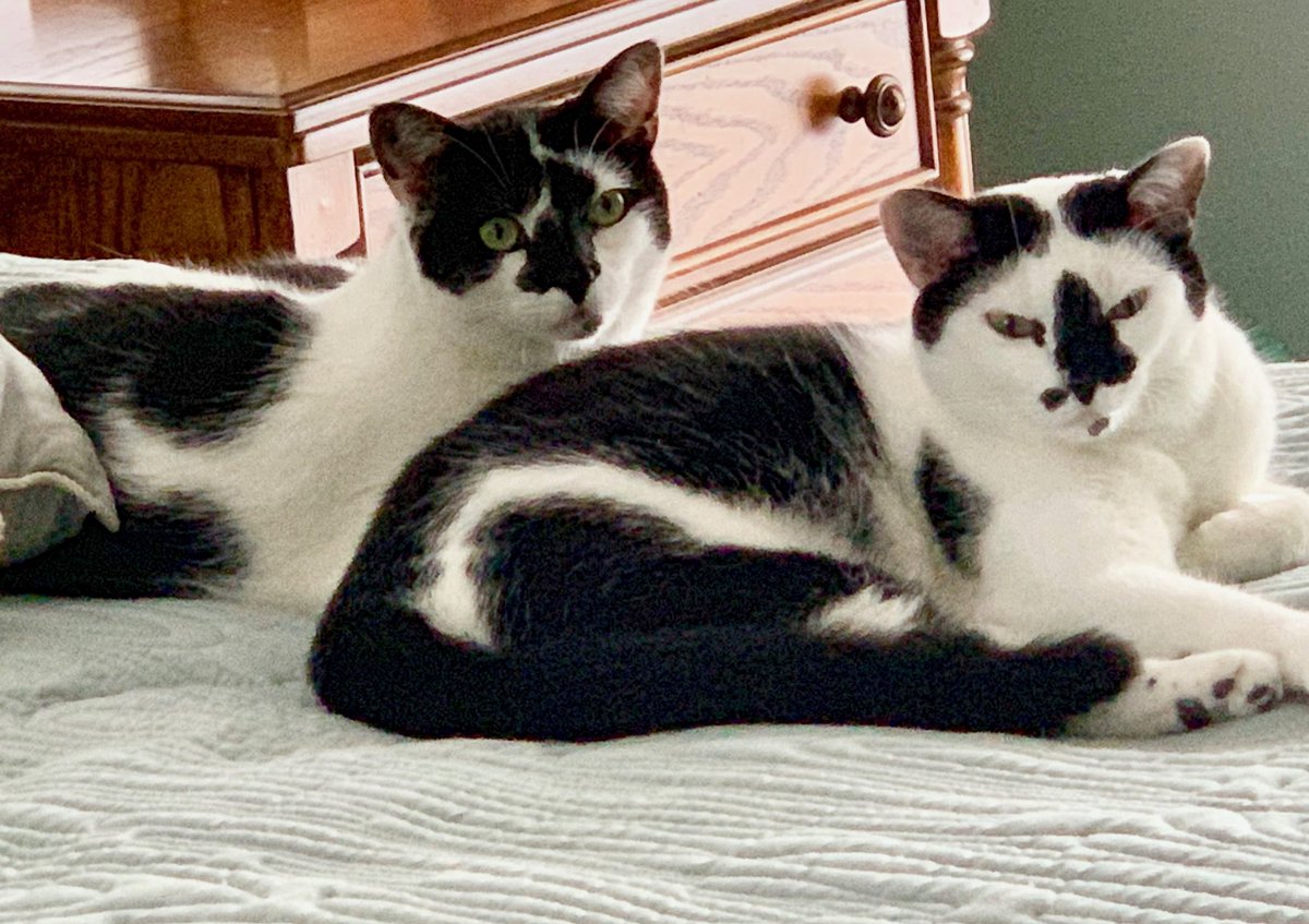 MusicWorm2015's tweet photo. Been chasing a housefly for 2 days with no success... This morning Lucia and Bella trapped it against a window making it surrender..! #cattastic #GoodHunters https://t.co/PK2YTDQMfb