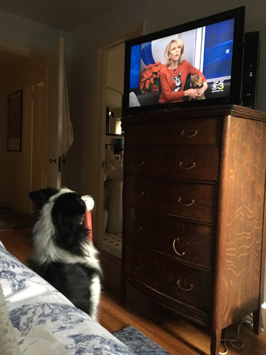 CarolNewsbreak's tweet photo. One of the loyal viewers of the #CBS3PetProject onSunday morning at 7:45am watching intently! Border collies are SO SMART.. we can all learn from them! https://t.co/T790KmXovj