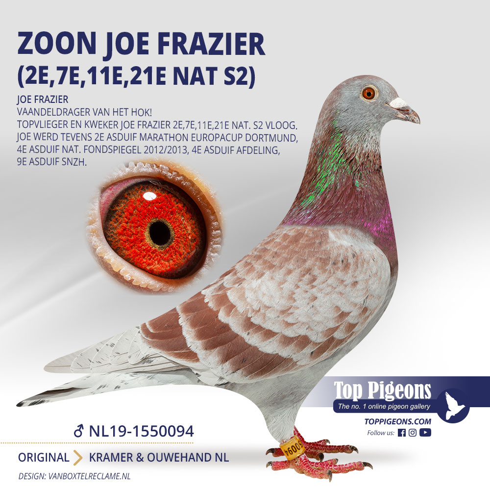 Topduiven's tweet photo. Onze veiling is gestart, met daarin een hoofdrol voor onze topper Joe Frazier https://t.co/ALn5gMYJoX #pigeons #racingpigeons https://t.co/TwQy29ZrTs