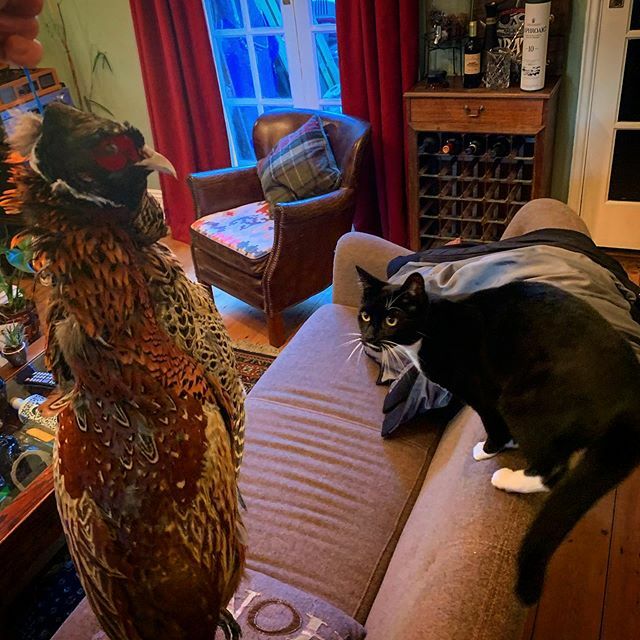 FoodFilthy's tweet photo. We gots some pluckin’ to do #game #pheasants #wildmeat #pie #catsofinstagram #filthyfuckingfood https://t.co/4L1oSVf5R3 https://t.co/P6tSK9NcqL