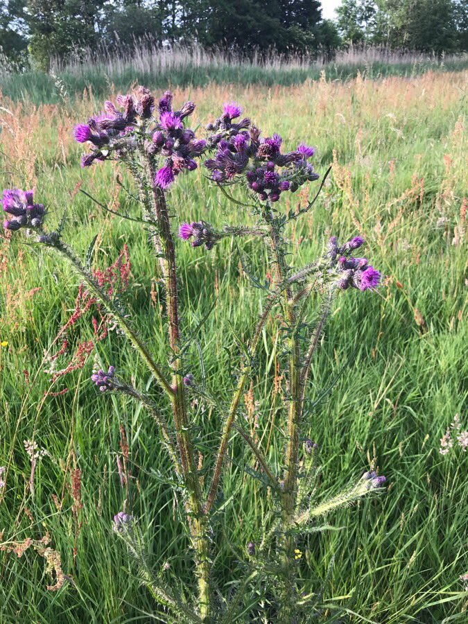 Tjebbedeboer's tweet photo. Klarenbeek #mijnnatuurblijft https://t.co/1NblYjQViE