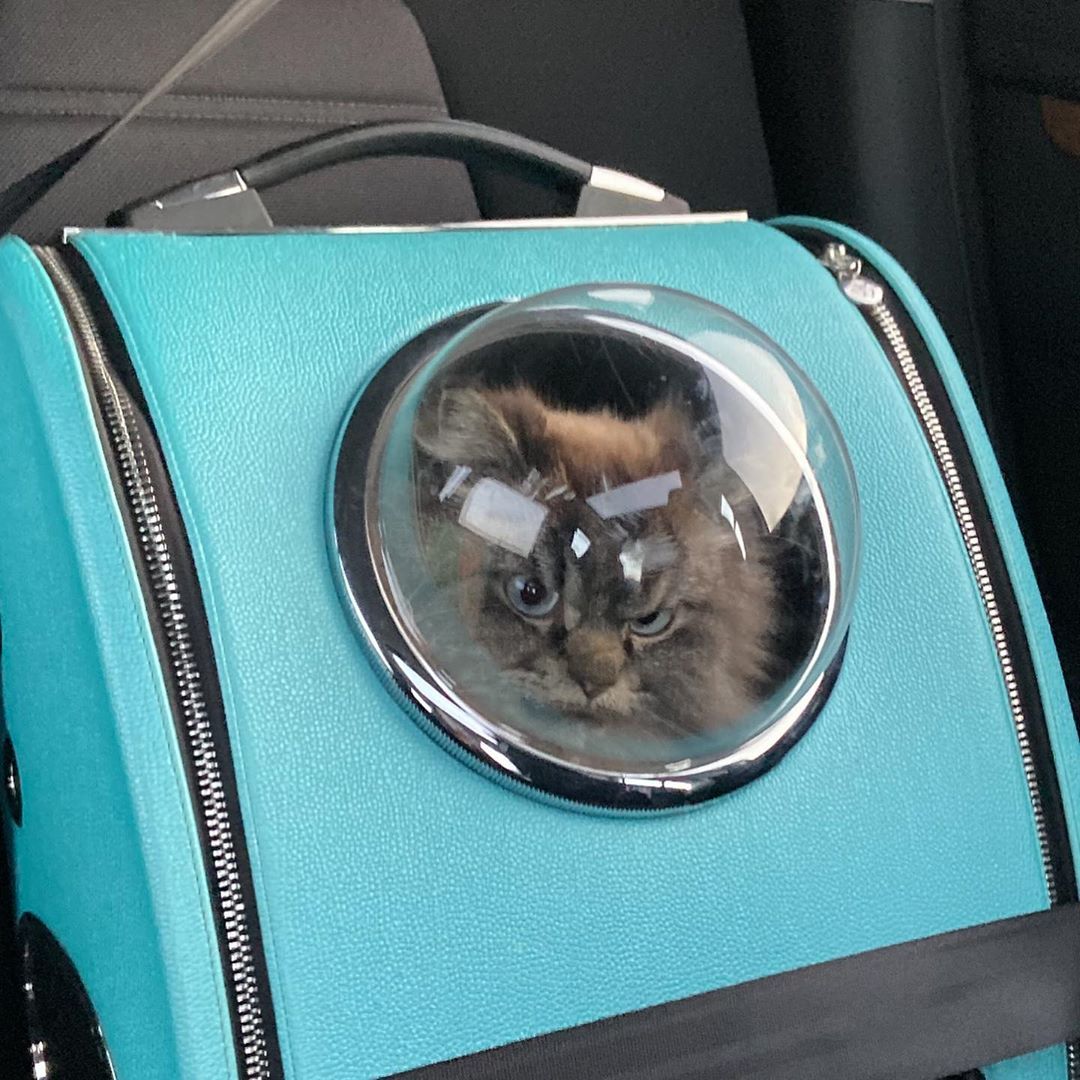 Meowed's tweet photo. From @merlinragdoll: Today the world, tomorrow the Universe #meowed #meowedofficial #TheMeowedClub https://t.co/FtvoFwJmab
