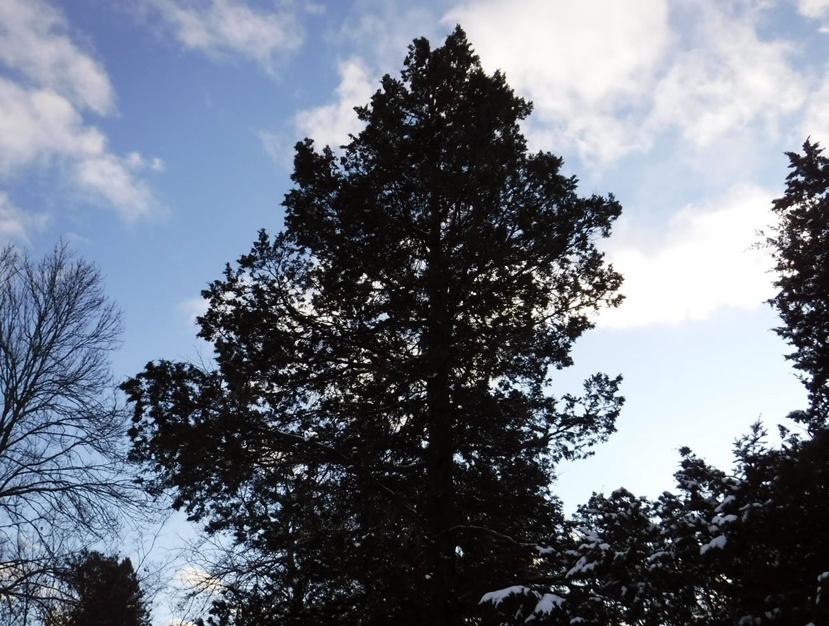 rudydotca's tweet photo. i love Mt Pleasant Cemetery's fabulous variety of trees...
see the cute bulbs on this evergreen? they're actually quite small, and the "needles" are thinner than a pencil lead and have complex overlapping scales...
i think it's an Eastern Redcedar, a type of Juniper
#TOtrees https://t.co/LppqOV06a5