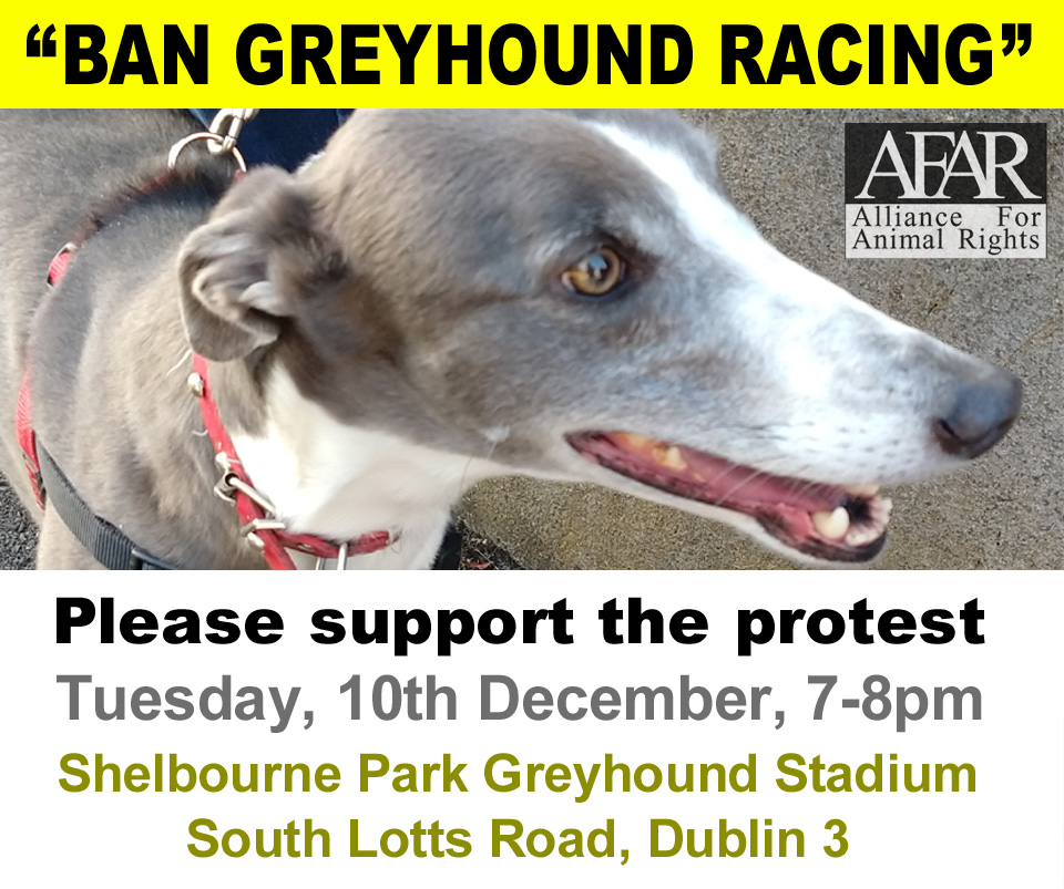 Please support the AFAR #BanGreyhoundRacing protest outside Shelbourne Park stadium - this Tuesday, 10th December, 7pm to 8pm facebook.com/events/7329941… #Dublin #YouBetTheyDie