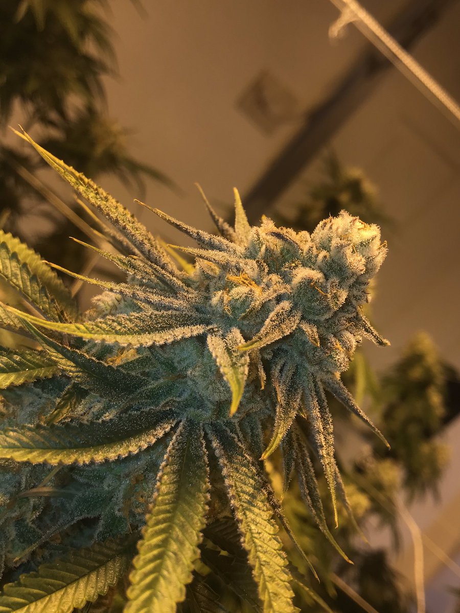 _SuPereXotic's tweet photo. #purple #CannabisCommunity #cannabisindustry #CannabisNews #growers https://t.co/SCXDczwPqn