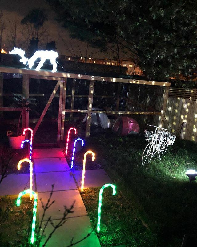 E17Chickens's tweet photo. Dottie’s Christmas Palace! #dottie #dottienotdottie #e17chickens #rescuechicken #freerangeeastlondon #backyardchickens #cockerelsofinstagram #roostersofinstagram #friendsnotfood #christmas #christmaslights #canbeseenfromspace https://t.co/P2nLpjIY66 https://t.co/CtC6QRdpjE