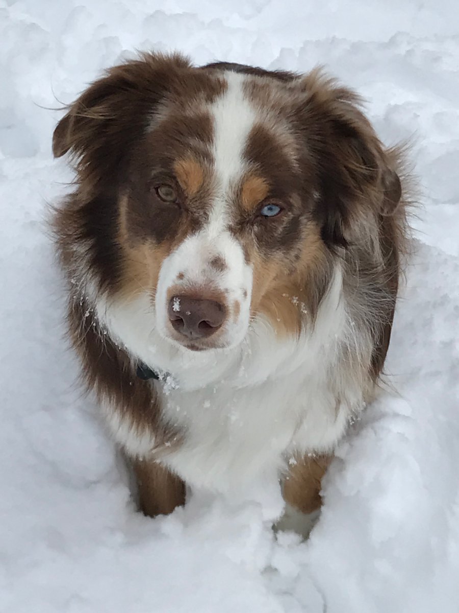 codycalhounsays's tweet photo. Jersey needs your vote for #dogsoftelecom
He is way in the back of the pack at the moment, so I am asking everyone who likes Aussie's to go vote for him at https://t.co/p6LyWVN0ng #govote https://t.co/UkE0gIn0Of