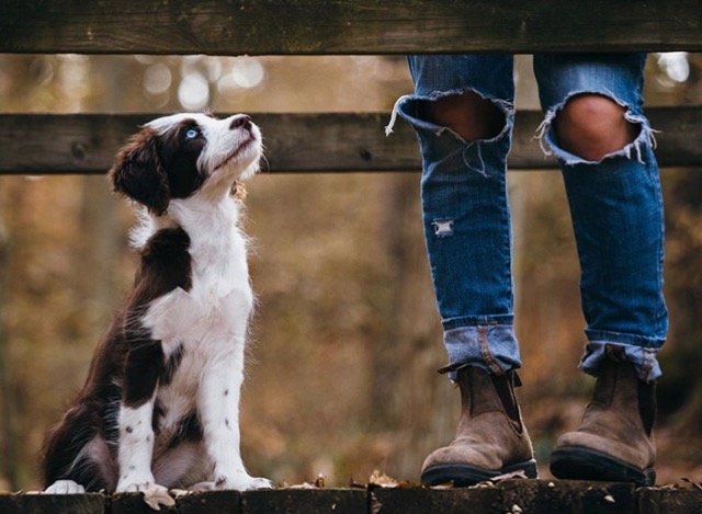 Clarksville_PR's tweet photo. "Who ever said that diamonds are a girl's bestfriend...never had a dog." 🐶💚🐾

📸: @goodwin_brown @benny.little https://t.co/jLLUwY3LnS