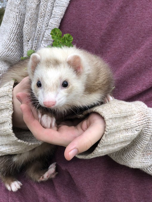 Watch FoxyPrince ♡'s leaked NSFW photo on TwXstars