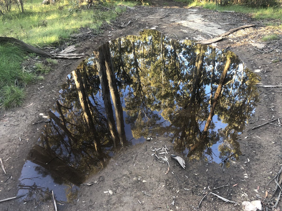 Australia shaped puddle with forest reflection in evening light. This is my Mona Lisa  #AAWT