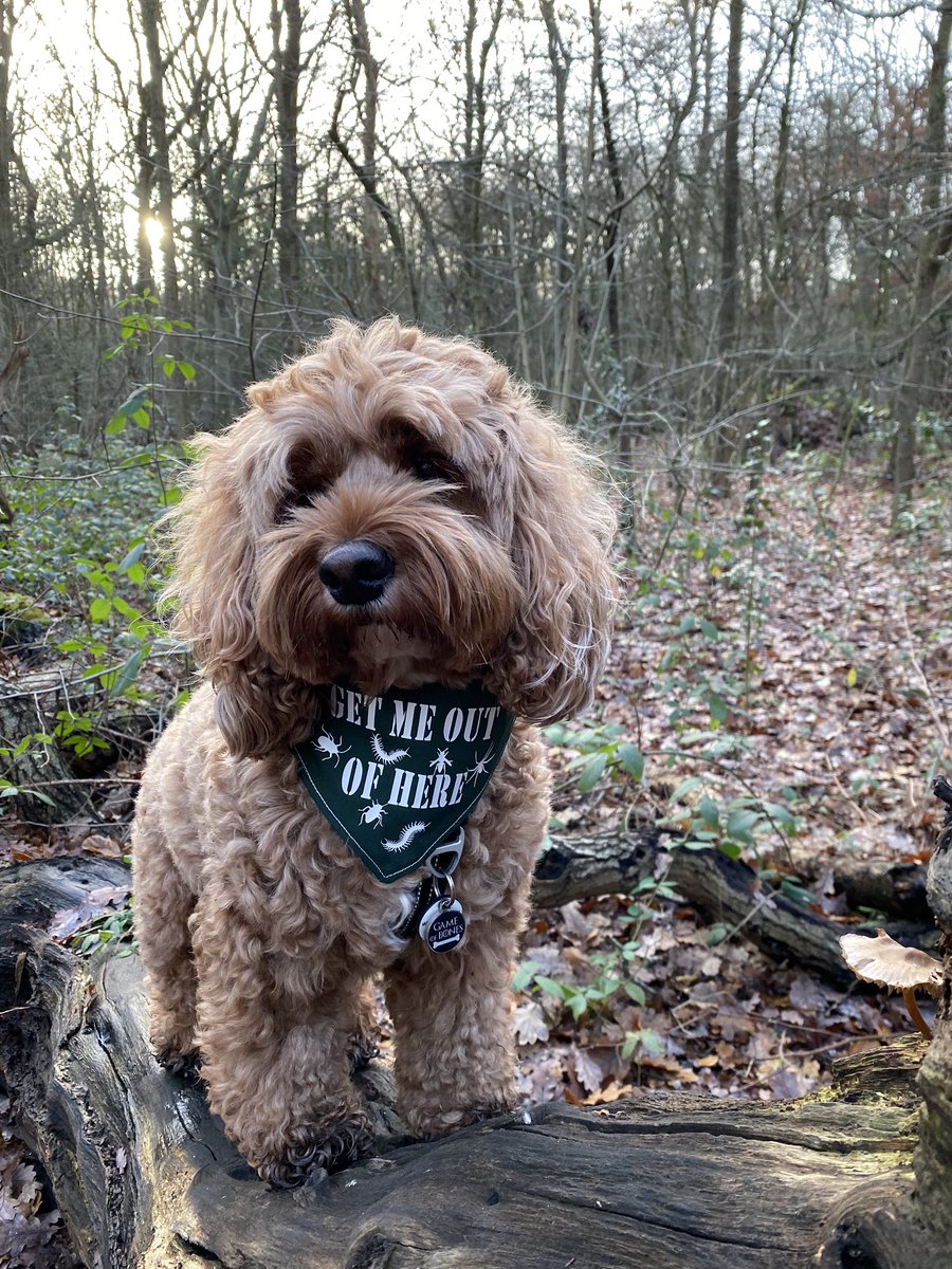 Little Rea tweet media