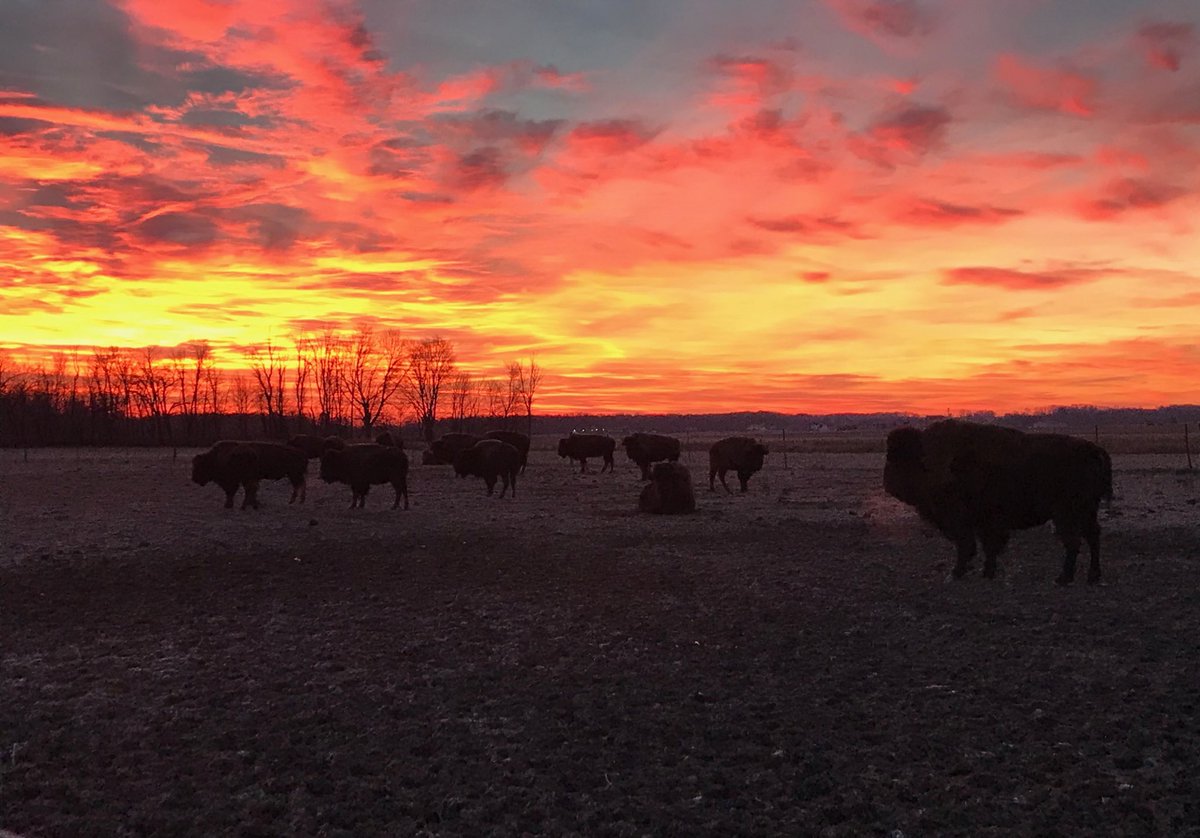 Hawkeye1797's tweet photo. #Buffalo sunrise in Ohio☀️
#Bison #thenativebeef 🇺🇸
#NationalMammal #survive https://t.co/cD7eYykaaF
