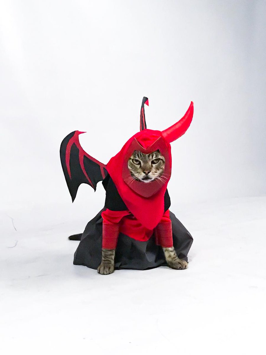 twero's tweet photo. GATO DE VINGADOR! #Animazon https://t.co/uXZYpEtpYu
