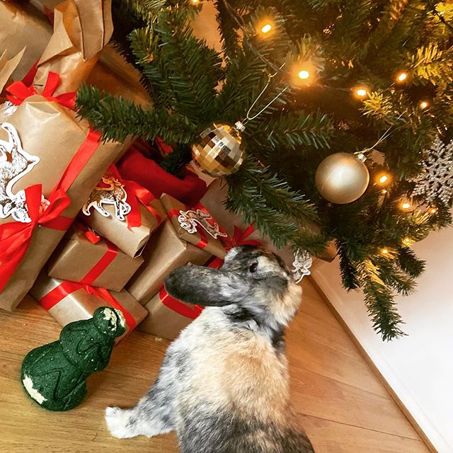 Lizzieeward's tweet photo. The best present 🎄🐰 #merrychristmas #christmas #underneaththetree #petsofinstagram #rabbit #love #lovemybunny #christmastree #decorations #holidays #presents #style https://t.co/XeVfqCWziw