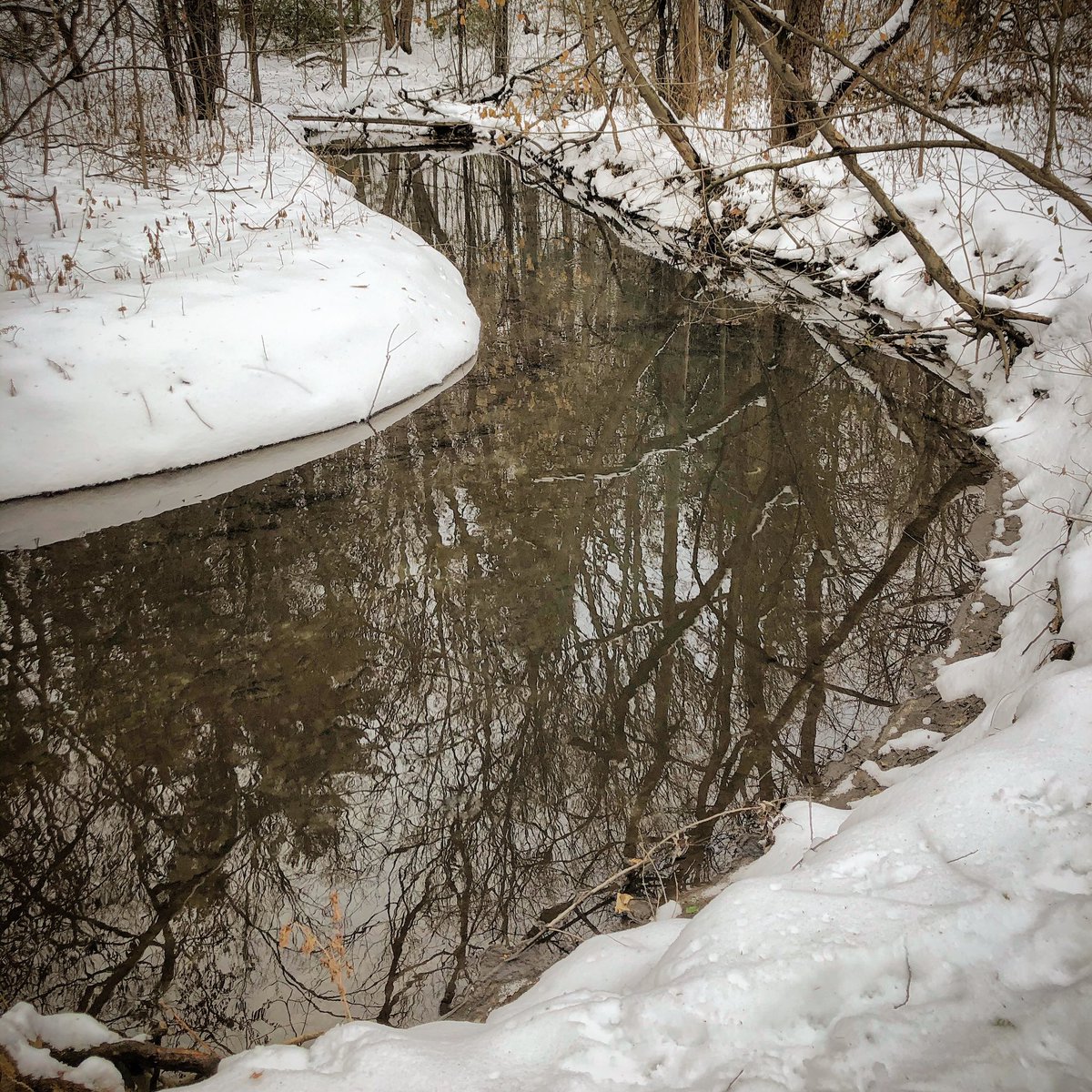 allthingsregal's tweet photo. Another beautiful day for a hike in @Town_of_Aurora ๐จ๐ฆ๐โ๏ธ 12.08.19 (4C/39F) #Aurora @LivingInAurora @LSRCA #SheppardsBush https://t.co/5HWaTeMztG