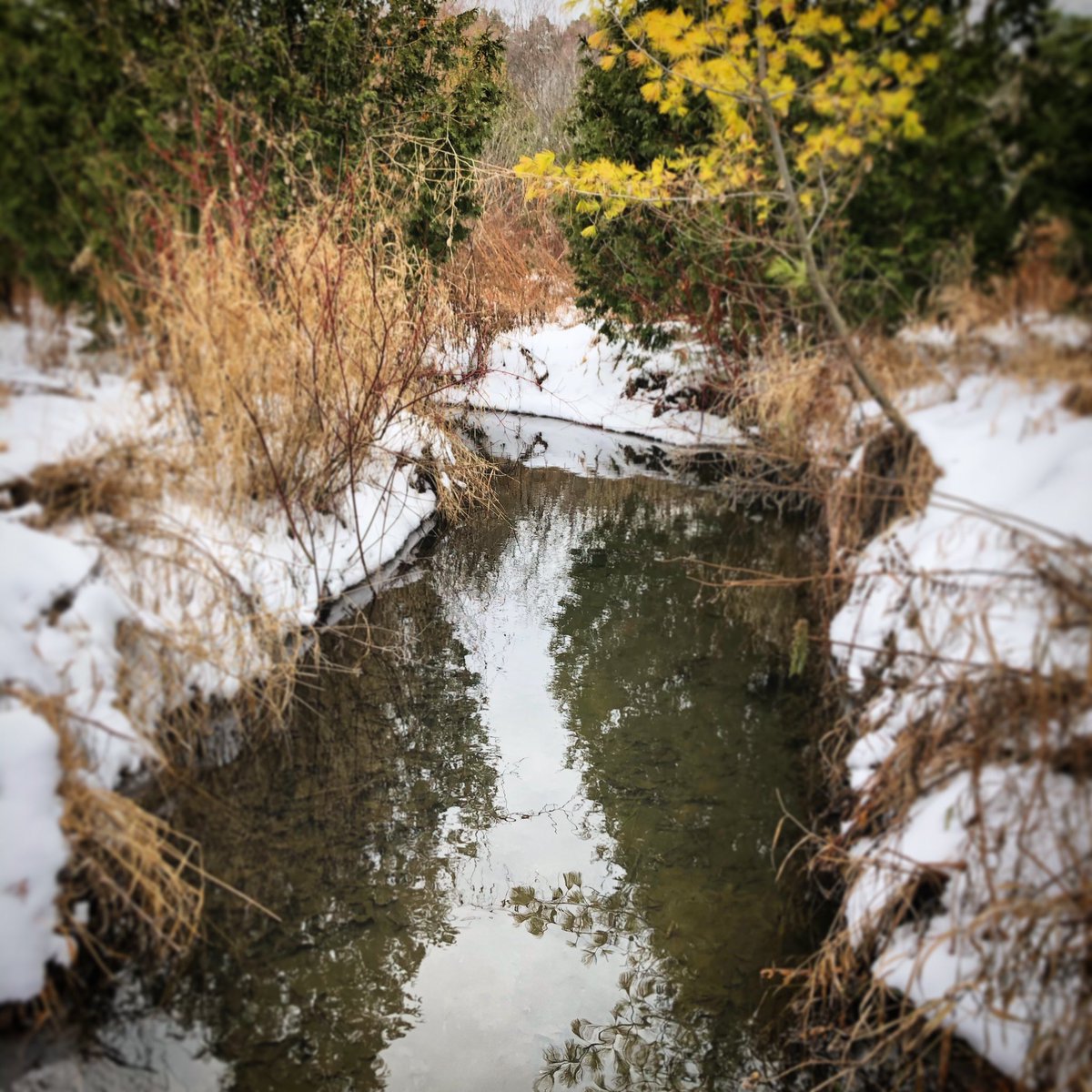 allthingsregal's tweet photo. Another beautiful day for a hike in @Town_of_Aurora ๐จ๐ฆ๐โ๏ธ 12.08.19 (4C/39F) #Aurora @LivingInAurora @LSRCA #SheppardsBush https://t.co/5HWaTeMztG