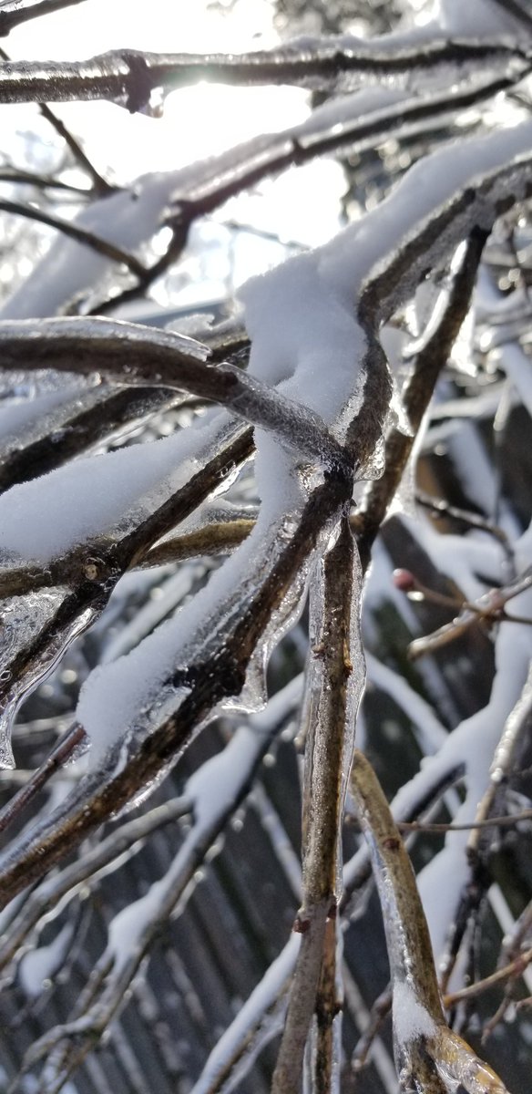 MeghanGrahamHam's tweet photo. Took some pics after last week's #IceStorm.

#Nature #NaturalBeauty #Ice #Snow #Winter #LoveTakingPics https://t.co/dpSiKsHL3Q