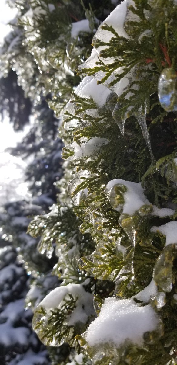 MeghanGrahamHam's tweet photo. Took some pics after last week's #IceStorm.

#Nature #NaturalBeauty #Ice #Snow #Winter #LoveTakingPics https://t.co/dpSiKsHL3Q