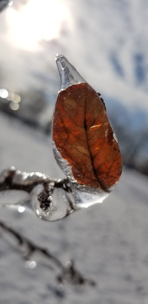 MeghanGrahamHam's tweet photo. Took some pics after last week's #IceStorm.

#Nature #NaturalBeauty #Ice #Snow #Winter #LoveTakingPics https://t.co/6gERPUOYkJ