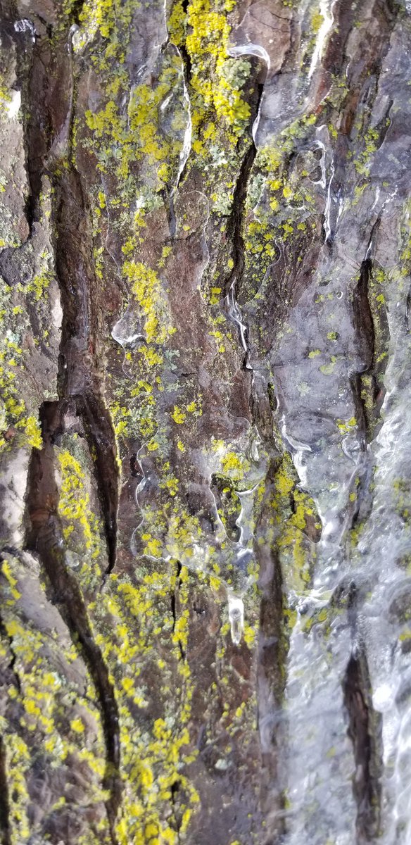 MeghanGrahamHam's tweet photo. Took some pics after last week's #IceStorm.

#Nature #NaturalBeauty #Ice #Snow #Winter #LoveTakingPics https://t.co/6gERPUOYkJ