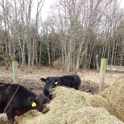 ClarRvrOrganics's tweet photo. Use promo code ROAST DINNER to save $25 on home delivered local pastured meat - https://t.co/JS8odIu6ob https://t.co/lwiFMxuaDx