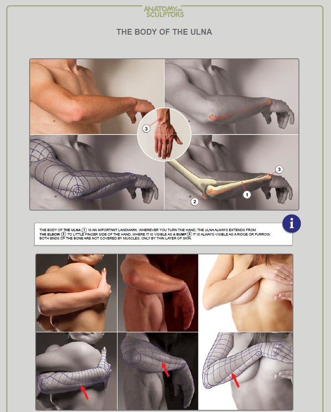 nasirgan's tweet photo. Existe un libro para aprender a dibujar Anatomía que se llama "Anatomy for sculptors" que es muy bueno. Yo siempre lo recomiendo. https://t.co/o6n01quHsh