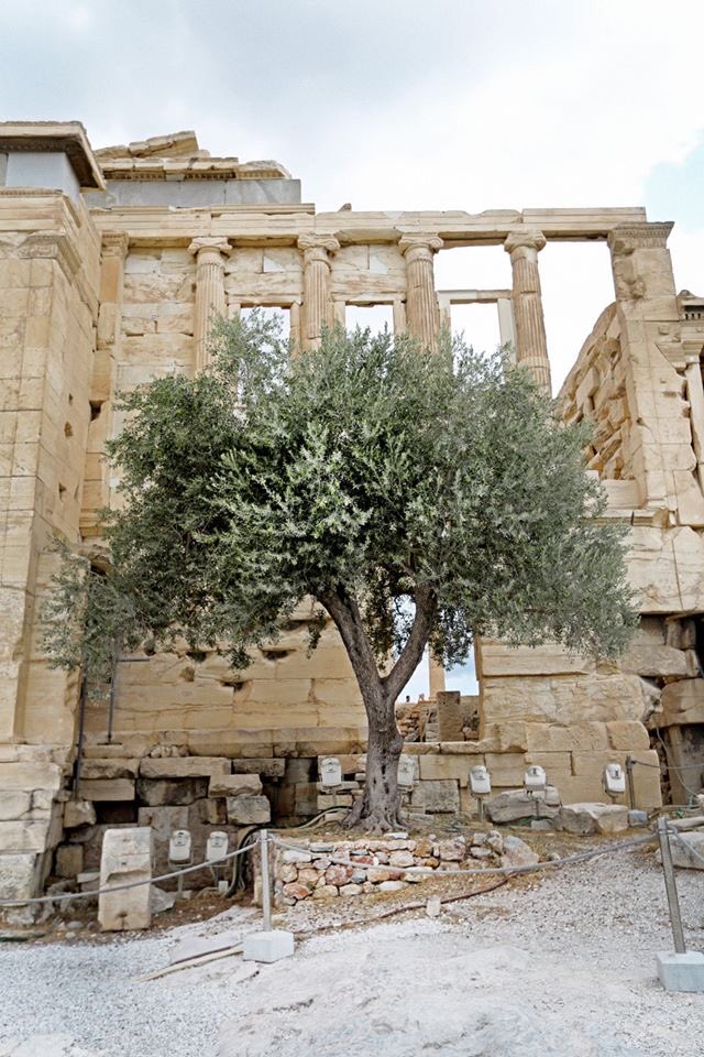 İçinde ‘zeytin’ olan her bilgiye talibim..  RT ile yayar mısınız?