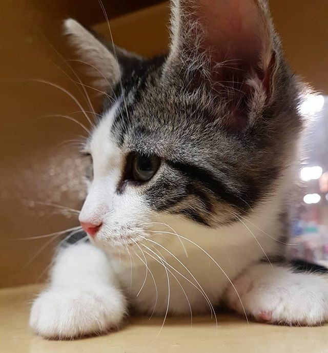 🎉🎉🎉Congratulations Catt Damon on finding your fur-ever home, and for being our 400th adoption of the year <a href="/PetSmart/">PetSmart</a> on Stavanger! 🎉🎉🎉 #yyt #newfoundland #StJohns #PicMe #lifeatpetsmart
#petsmartcharities #animaladoption #adoptlove @spcastjohns ift.tt/34YHwpU