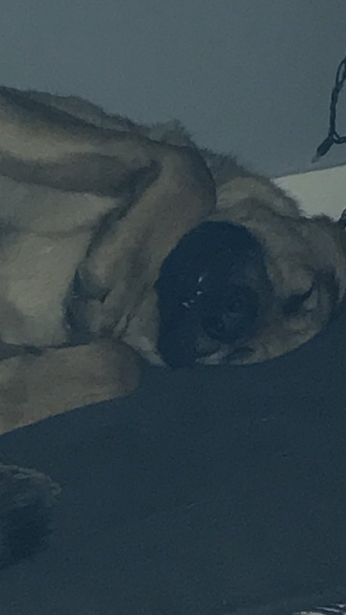 shawwave's tweet photo. My boy Mack must be dreaming of what Santa is going to bring him for Christmas #germanshepherd https://t.co/dtVPhbv7v8