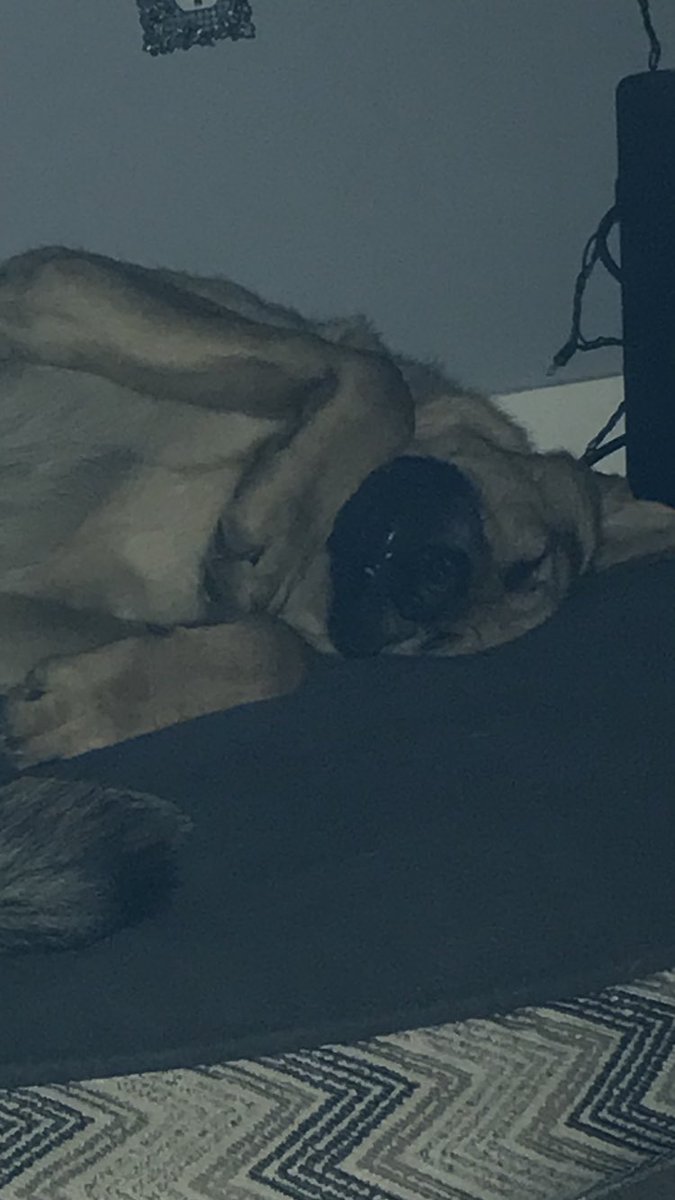 shawwave's tweet photo. My boy Mack must be dreaming of what Santa is going to bring him for Christmas #germanshepherd https://t.co/dtVPhbv7v8