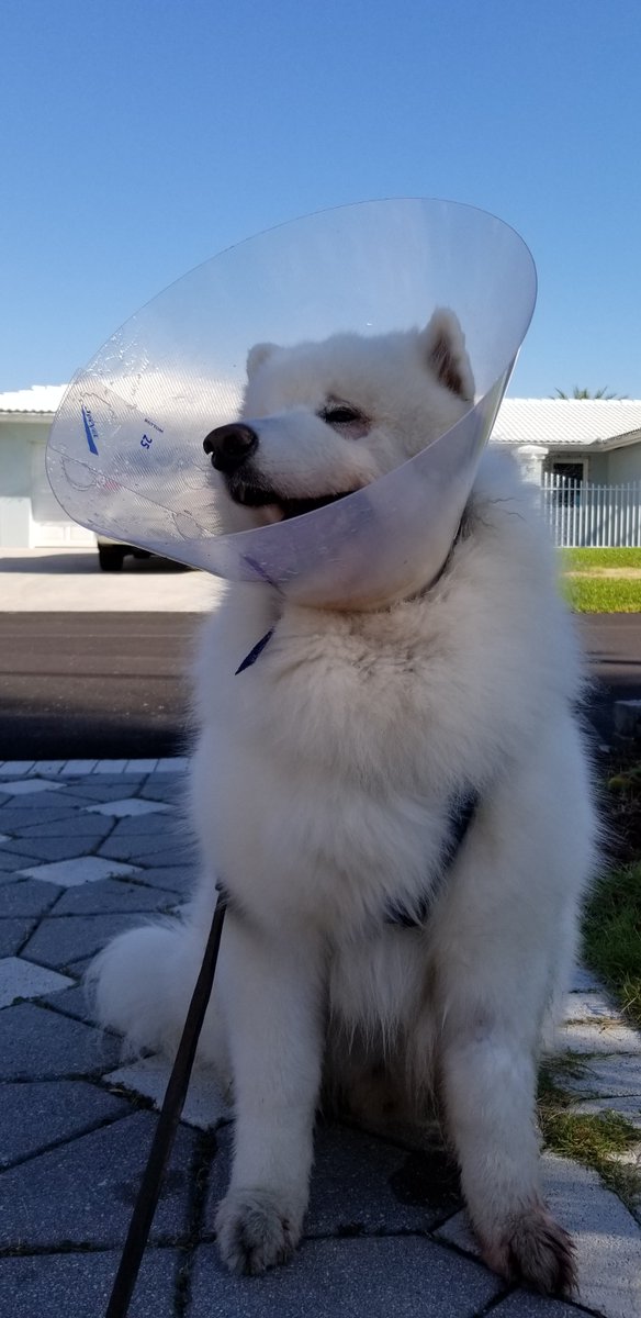 ashchu117's tweet photo. @discordapp Thankful for my dog Sammy and his eye surgery going well, he was blind for a few months due to his diabetes and he recently just got his vision back and is almost fully recovered! 

(Picture was taken a little over a week ago, the fur around his eyes was shaved for the surgery) https://t.co/T2pyCAk5bF