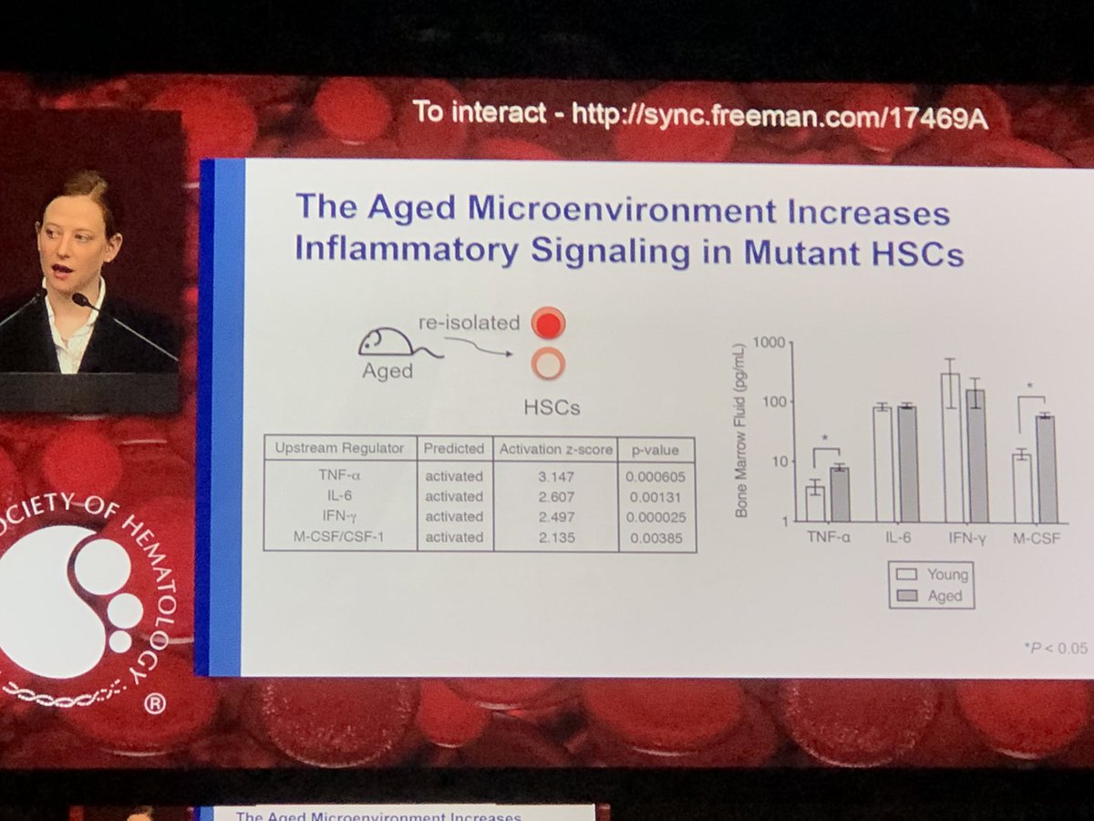 doctorpemm's tweet photo. #ASH19 #PlenarySessionASH19 Outstanding talk ➡️➡️Dr Jennifer M SanMiguel, PhD | #DNMT3a mutation impairs differentiation of hematopoietic stem cells | the ages micro-environment increases inflammatory signaling in mutant #HSCs | #inflammation #TNFalpha https://t.co/jepEaVZE8u