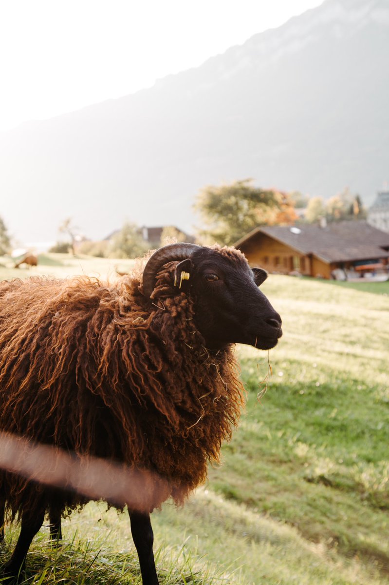 jayceegrider's tweet photo. pov: you live in switzerland, life is good https://t.co/hanswg7Bp7