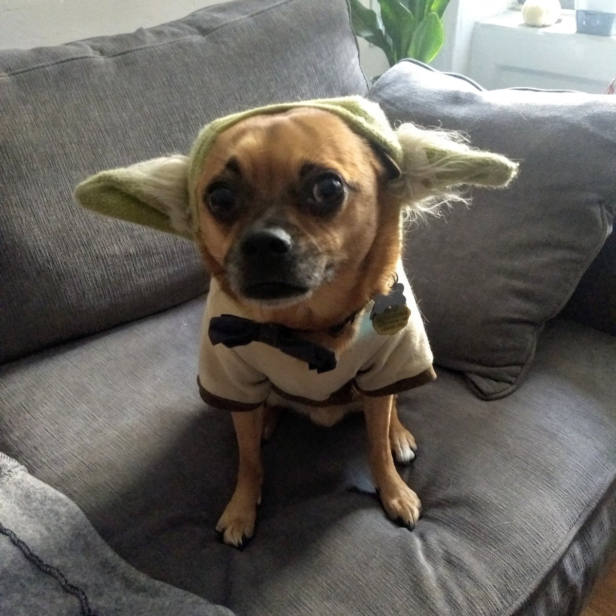 LenzieFord's tweet photo. I see your #babyyoda and I raise you @huxleythechug #yoda

#dogsofnyc #dog #dogsofinstagram #dotuws #nycdogs #chuglife #chug #chugsofinstagram #savethemall #dogsofharlem https://t.co/3TYsu7PVx8