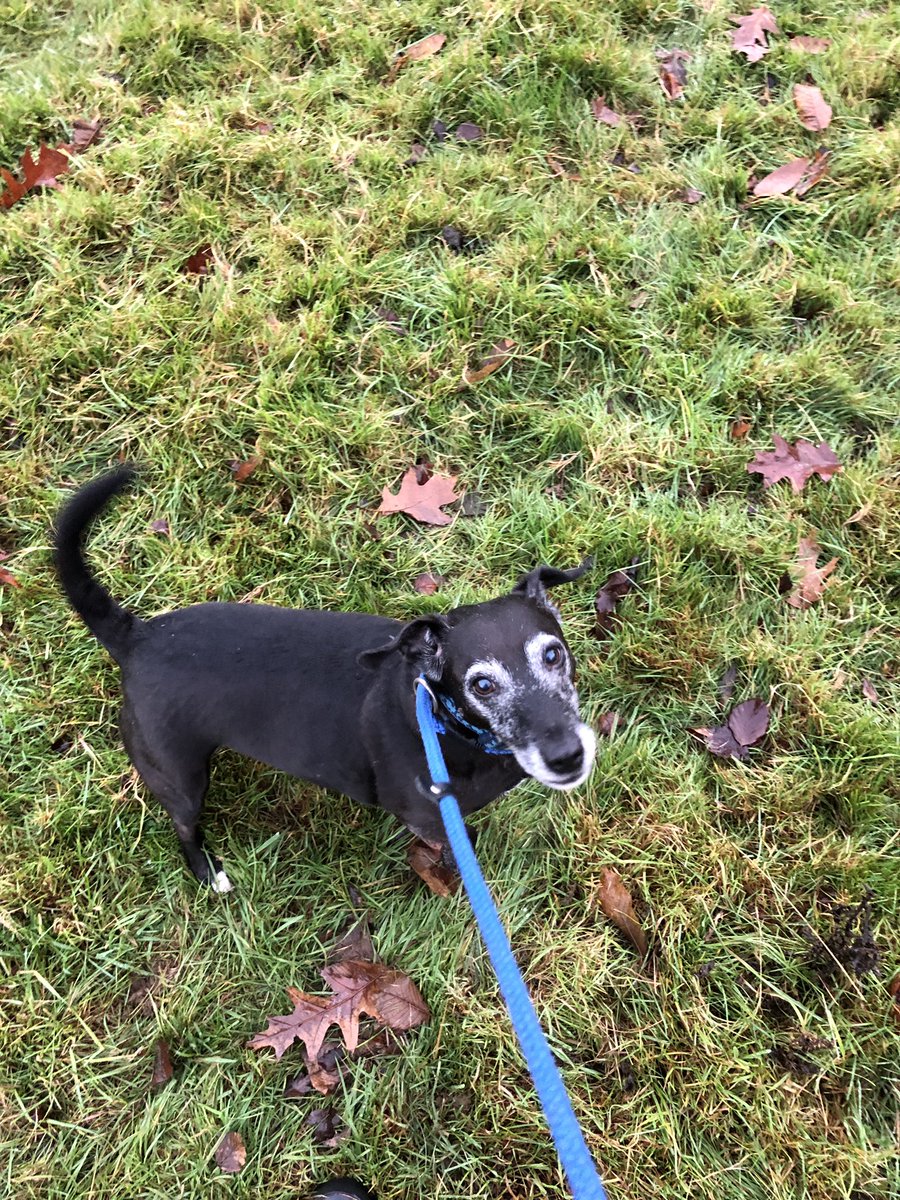 EdenWellDog's tweet photo. Doggie fun these past few days with Rene, Ruby, Ronnie, Hugo, Honey, Ben, Domino &amp; Jenga 🐶 #frenchbulldoglovers #dachshundcross #staffordshirebullterrier #jackrussell #labradorretriever #beagle #puglife #shihtzu #cockapoopuppy #folkestonedogsitter #folkestonedogwalker #challock https://t.co/eZBb1UErBs