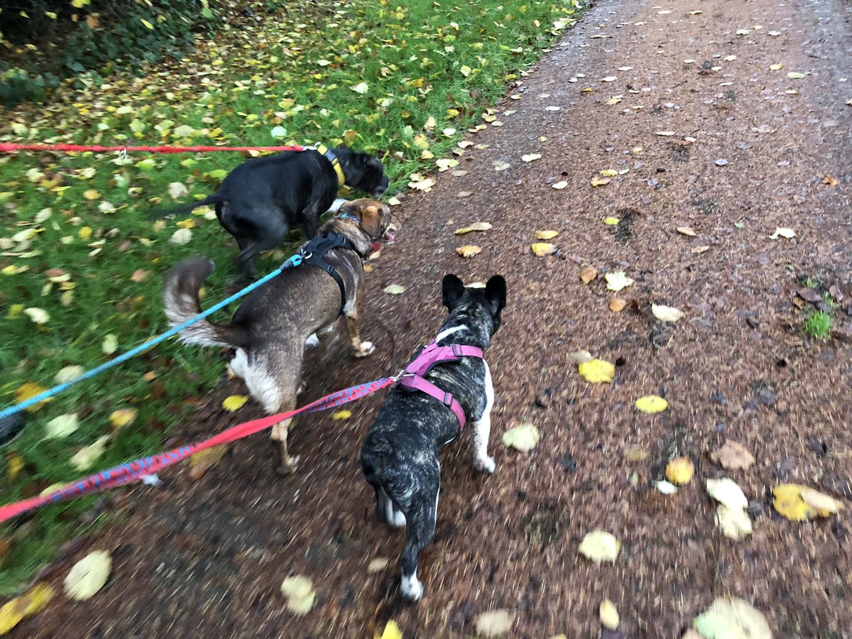 EdenWellDog's tweet photo. Doggie fun these past few days with Rene, Ruby, Ronnie, Hugo, Honey, Ben, Domino &amp; Jenga 🐶 #frenchbulldoglovers #dachshundcross #staffordshirebullterrier #jackrussell #labradorretriever #beagle #puglife #shihtzu #cockapoopuppy #folkestonedogsitter #folkestonedogwalker #challock https://t.co/eZBb1UErBs